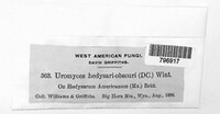 Uromyces hedysari-obscuri image